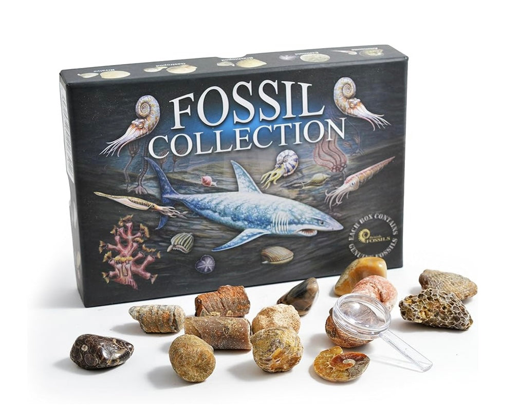 Fossil collection